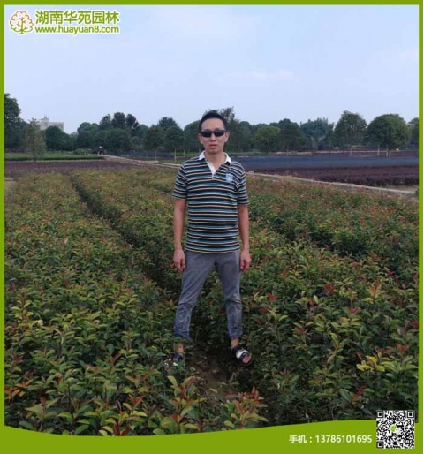 紅葉石楠小球